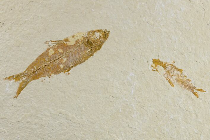 Pair of Fossil Fish (Knightia) - Green River Formation #165775